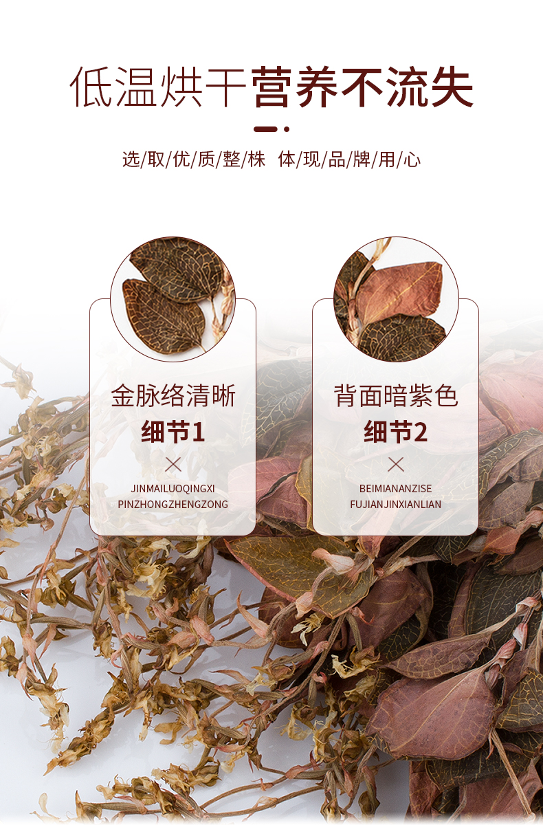 開花金線蓮幹品