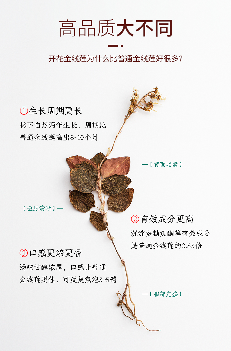 開花金線蓮幹品